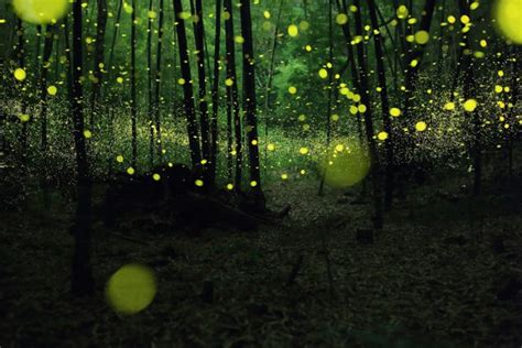 The Magical Bioluminescent Forest