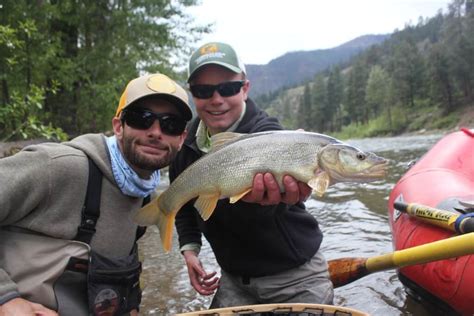 Northern Pikeminnow Western Montana Fish Species The Missoulian