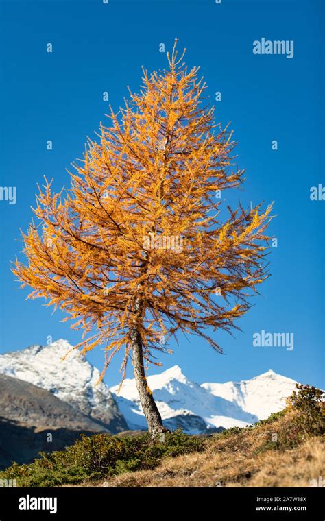 L Rchenwald Engadin Fotos Und Bildmaterial In Hoher Aufl Sung Alamy