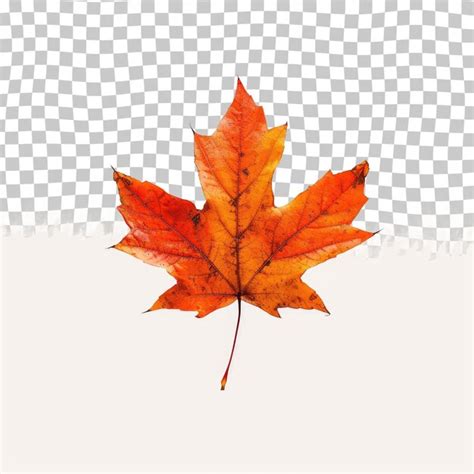 Premium Psd A Maple Leaf With A Red Leaf On A White Background