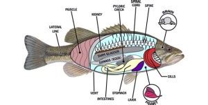 Fish Anatomy – Fish Breeds – Information and pictures of saltwater and fresh water fish