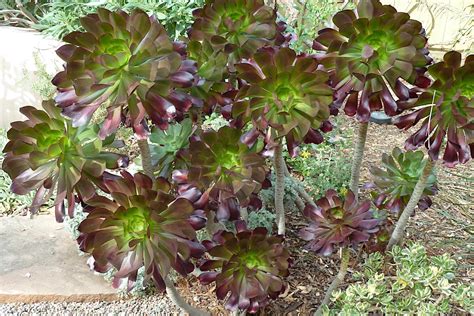 How I Understand And Remember Succulent Names Debra Lee Baldwin