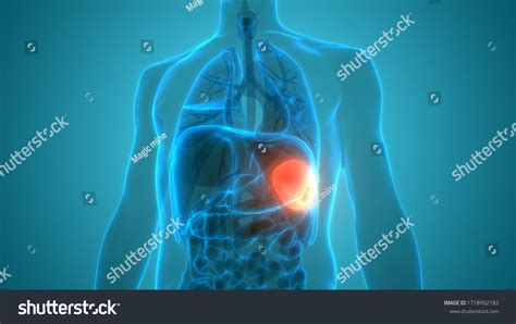 Human Internal Organs Spleen Anatomy 3d Stock Illustration 1718992183