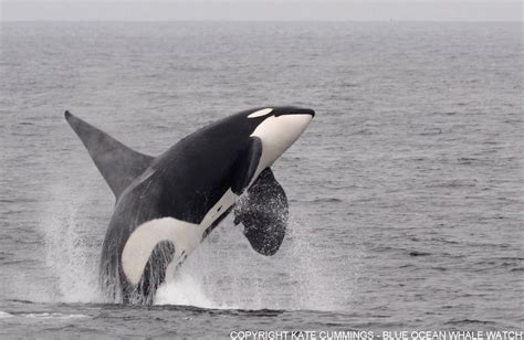 California Transient Orcas CA165 Lonesome George One Of The Largest