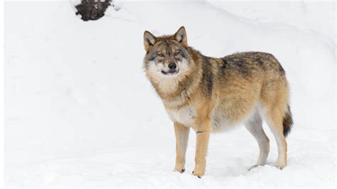 300+ Wolf Names and Meanings (From Alaska to Zion) - HubPages