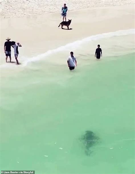 Terrifying Moment Beach Goers Spot A Massive Tiger Shark In Perth