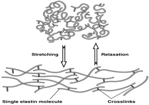 Elastin Protein Body 3d Model, 42% OFF | www.micoope.com.gt