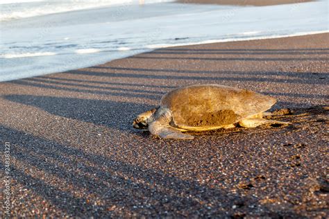 An Olive Ridley Sea Turtle Lepidochelys Olivacea Returning To The Sea After Laying Eggs On The