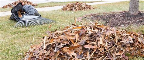 Yard Cleanups In Plano Allen Frisco Tx Cititurf