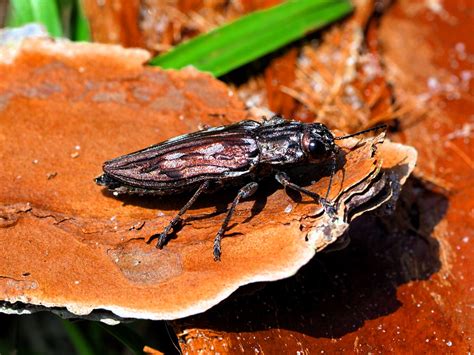 Sculptured Pine Borer Beetle Deborah J Howell Flickr