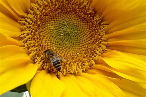 7 Wege Bienen Zu Helfen Bienenfreundliche Blumen Pflanzen Co