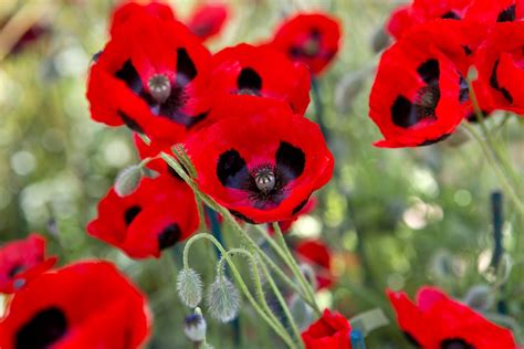 How To Grow Poppies Bbc Gardeners World Magazine