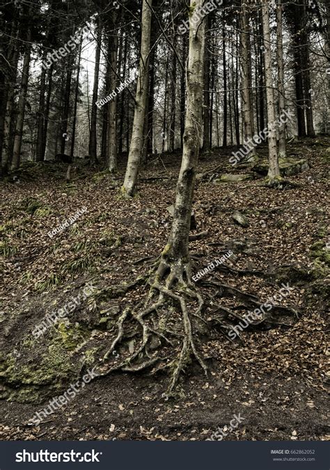 Naked Roots Stock Photo Shutterstock