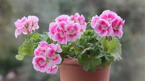 Pink Flowers Are Growing In A Clay Pot