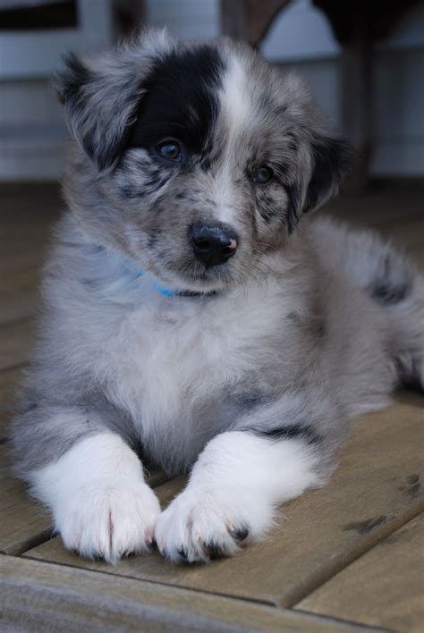 The cutest Australian Shepherd in the puppy game Australian Shepherd