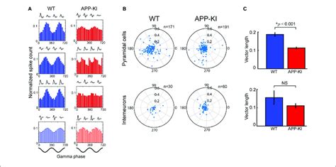 Pyramidal Neurons In App Ki Mice Showed Impaired Gamma Phase Locking