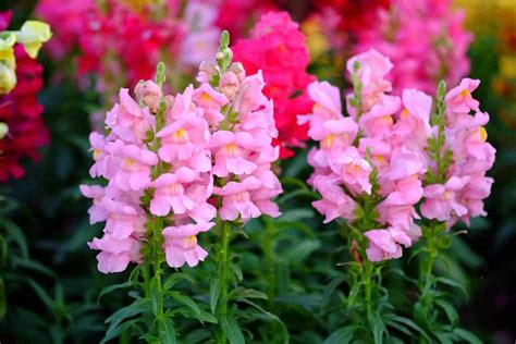 Snapdragon Flower Spiritual Meaning | Best Flower Site