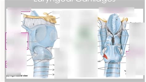 Laryngeal Cartilages Diagram Quizlet