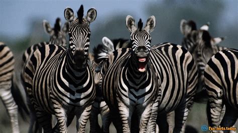 Amazing Facts About Zebras Stunningfun