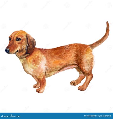 German Wiener Dog