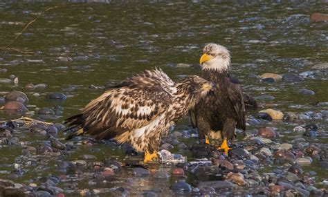 Juvenile And Adult Bald Eagles Juvenile And Adult Bald Eag Flickr