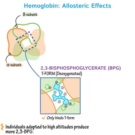 Biochemistry Glossary: Hemoglobin & Myoglobin: 4. Dissociation Curves | ditki medical ...