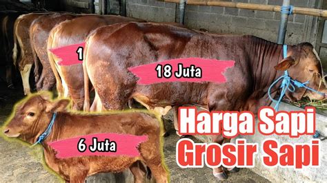 Review Harga Sapi Pedet Mulai Jt Jt Di Grosir Sapi Youtube