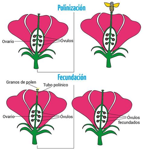 Reproducción sexual de las plantas 2 Escolar ABC Color