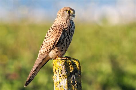 Peneireiro Vulgar Common Kestrel Falco Tinnunculus Flickr