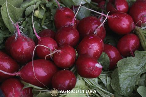 Cultivo De Rábano Y Cilantro En El Estado De Sonora Secretaría De