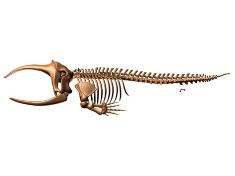 Bowhead Whale Skeleton 3D Model $79 - .obj .max - Free3D