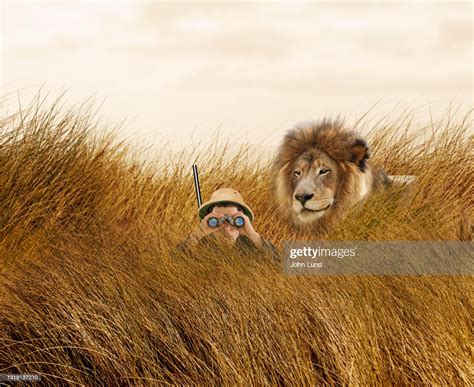 A Lion Hunts The Hunter High-Res Stock Photo - Getty Images