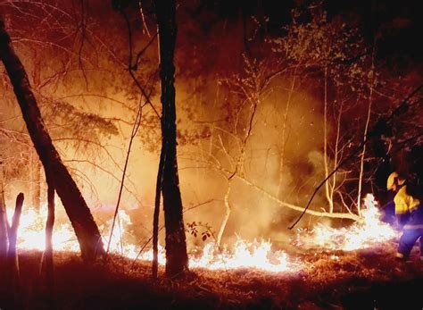 Brucia Il Parco Delle Groane In Cenere Ettari Di Bosco Ore Dansia