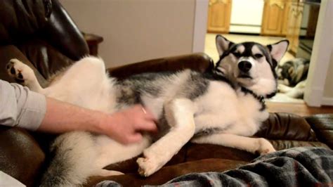 Siberian Husky Demands Belly Rubs Youtube