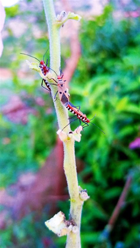 beautiful insects in green plant: An immersive guide by ramurthy