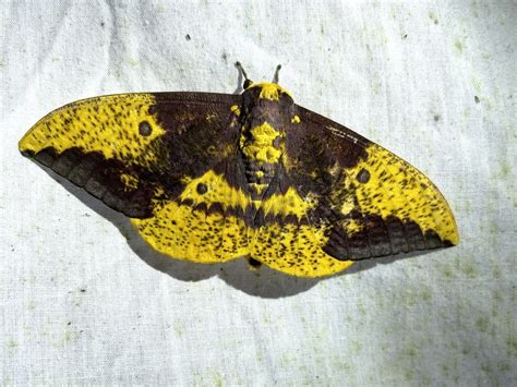 Imperial Moths From Sendero Universal Sarapiqui Heredia CR On July