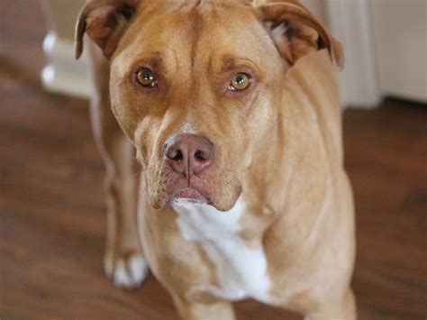 Red Nose Pitbull Dog Breed Info Pictures Traits Facts Hepper