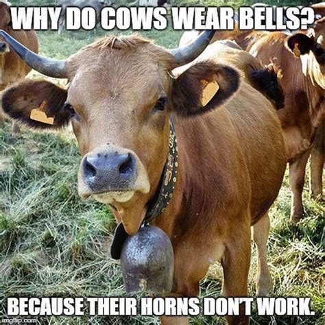 Funny Cow Memes