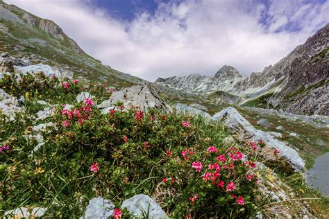 Conosci La Flora Alpina Adattamento E Sopravvivenza