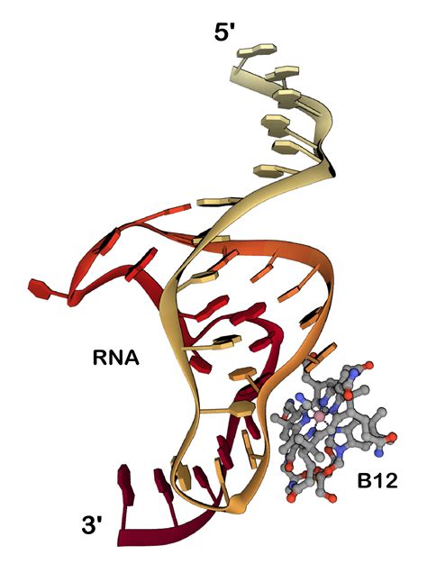 Rna Biomacromolecular Structures