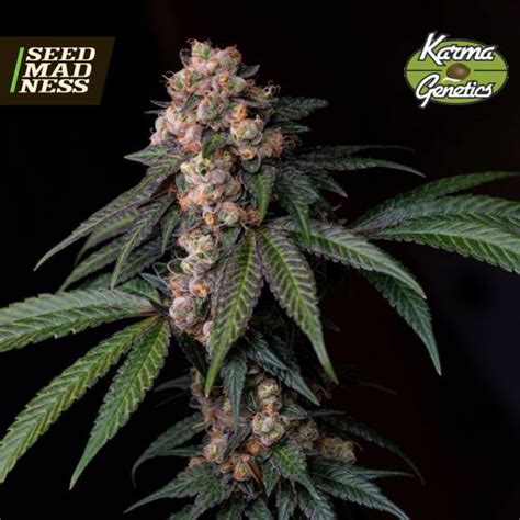 Sour Lemon Mochi Regular Seeds Karma Genetics Strain