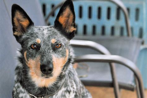 Mini Blue Heeler: A Dog You Don't See Every Day