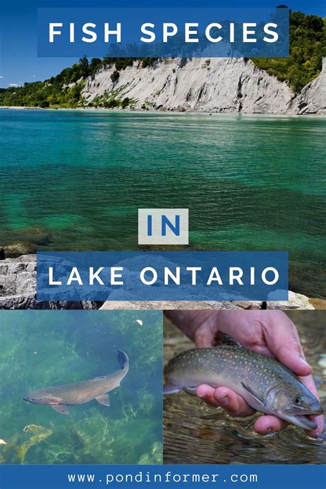 List Of Fish Species In Lake Ontario 2023 Updated Artofit