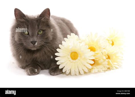 cat with flowers portrait studio Stock Photo - Alamy