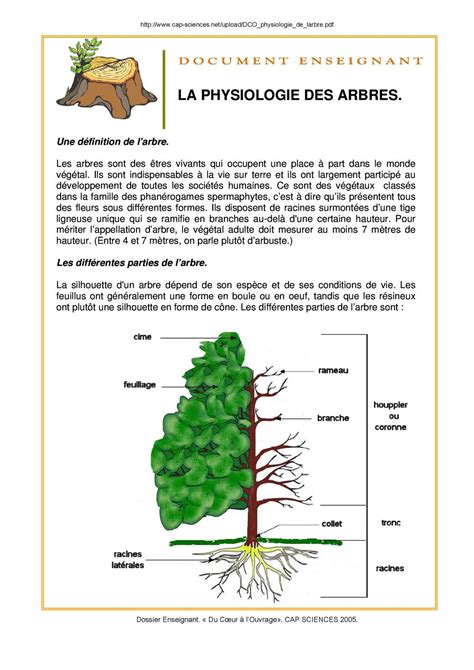 Calaméo Physiologie de l arbre CAP Sciences 2005