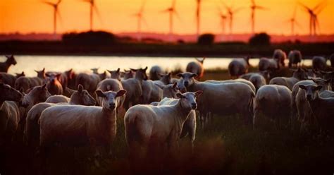 Bizarre Video Shows Hundreds Of Sheep Walking Continuously In A Circle