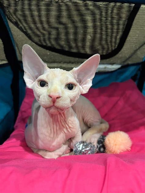 Available Shalnavazz Salvador Shalnavazz Sphynx And Lykoi Cats