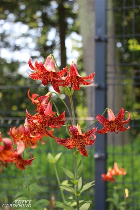 Types Of Lilies 8 Beautiful Cold Hardy Choices For The Garden Types Of Lilies Lily Plants