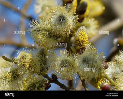 Blooming Pussy Willows Salix Symbolizing Allergenic Pollen Stock Photo Alamy