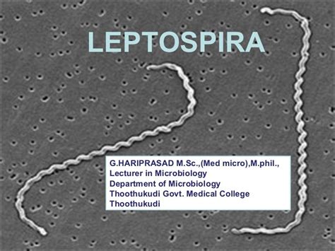 Leptospira